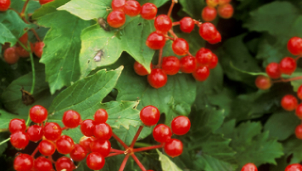 Asian Guelder Rose and the Fruit of Love